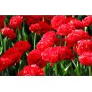 Tulipan Abba - opak. 5 szt.