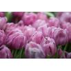 Tulipan Alibi - opak. 5 szt.