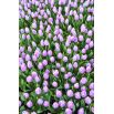 Tulipan Alibi - opak. 5 szt.