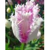 Tulipan Aria Card - opak. 5 szt.