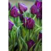 Tulipan Baby Blue - opak. 5 szt.