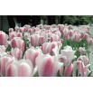 Tulipan Beau Monde - opak. 5 szt.