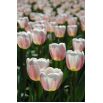 Tulipan Beau Monde - opak. 5 szt.