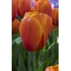 Tulipan Brown Sugar - opak. 5 szt.