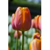 Tulipan Brown Sugar - opak. 5 szt.