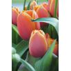 Tulipan Brown Sugar - opak. 5 szt.