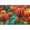 Tulipan Brown Sugar - opak. 5 szt.
