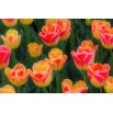 Tulipan Candy Corner - opak. 5 szt.