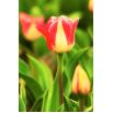 Tulipan Candy Corner - opak. 5 szt.