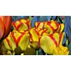 Tulipan Cape Town - opak. 5 szt.