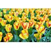 Tulipan Cape Town - opak. 5 szt.