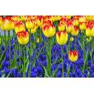 Tulipan Cape Town - opak. 5 szt.