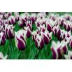 Tulipan Chansonette - opak. 5 szt.