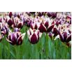 Tulipan Chansonette - opak. 5 szt.