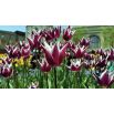 Tulipan Chansonette - opak. 5 szt.