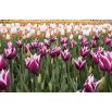 Tulipan Chansonette - opak. 5 szt.