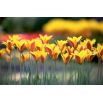 Tulipan Chrysantha - opak. 5 szt.