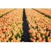 Tulipan Daydream - opak. 5 szt.