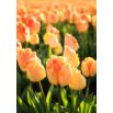 Tulipan Daydream - opak. 5 szt.