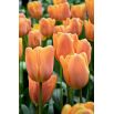Tulipan Daydream - opak. 5 szt.