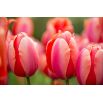 Tulipan Dragon King - opak. 5 szt.
