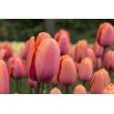 Tulipan Dragon King - opak. 5 szt.