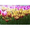 Tulipan El Cid - opak. 5 szt.