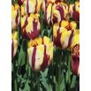 Tulipan El Cid - opak. 5 szt.