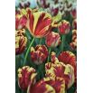 Tulipan El Cid - opak. 5 szt.
