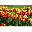 Tulipan El Cid - opak. 5 szt.