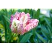 Tulipan Elsenburg - opak. 5 szt.