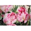 Tulipan Elsenburg - opak. 5 szt.
