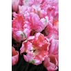 Tulipan Elsenburg - opak. 5 szt.