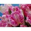 Tulipan Elsenburg - opak. 5 szt.