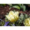Tulipan Exotic Emperor - opak. 5 szt.