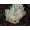 Tulipan Exotic Emperor - opak. 5 szt.
