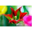 Tulipan Eye Catcher - opak. 5 szt.