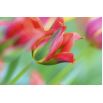 Tulipan Eye Catcher - opak. 5 szt.