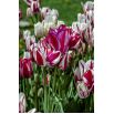 Tulipan Flaming Club - opak. 5 szt.