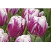 Tulipan Flaming Club - opak. 5 szt.