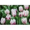 Tulipan Flaming Flag - opak. 5 szt.