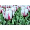 Tulipan Flaming Flag - opak. 5 szt.