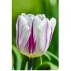 Tulipan Flaming Flag - opak. 5 szt.
