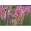 Tulipan Florosa - opak. 5 szt.