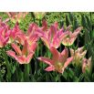Tulipan Florosa - opak. 5 szt.