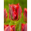 Tulipan Hollywood - opak. 5 szt.