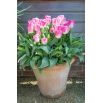Tulipan Innuendo - opak. 5 szt.