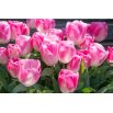 Tulipan Innuendo - opak. 5 szt.