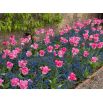 Tulipan Innuendo - opak. 5 szt.