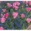 Tulipan Innuendo - opak. 5 szt.